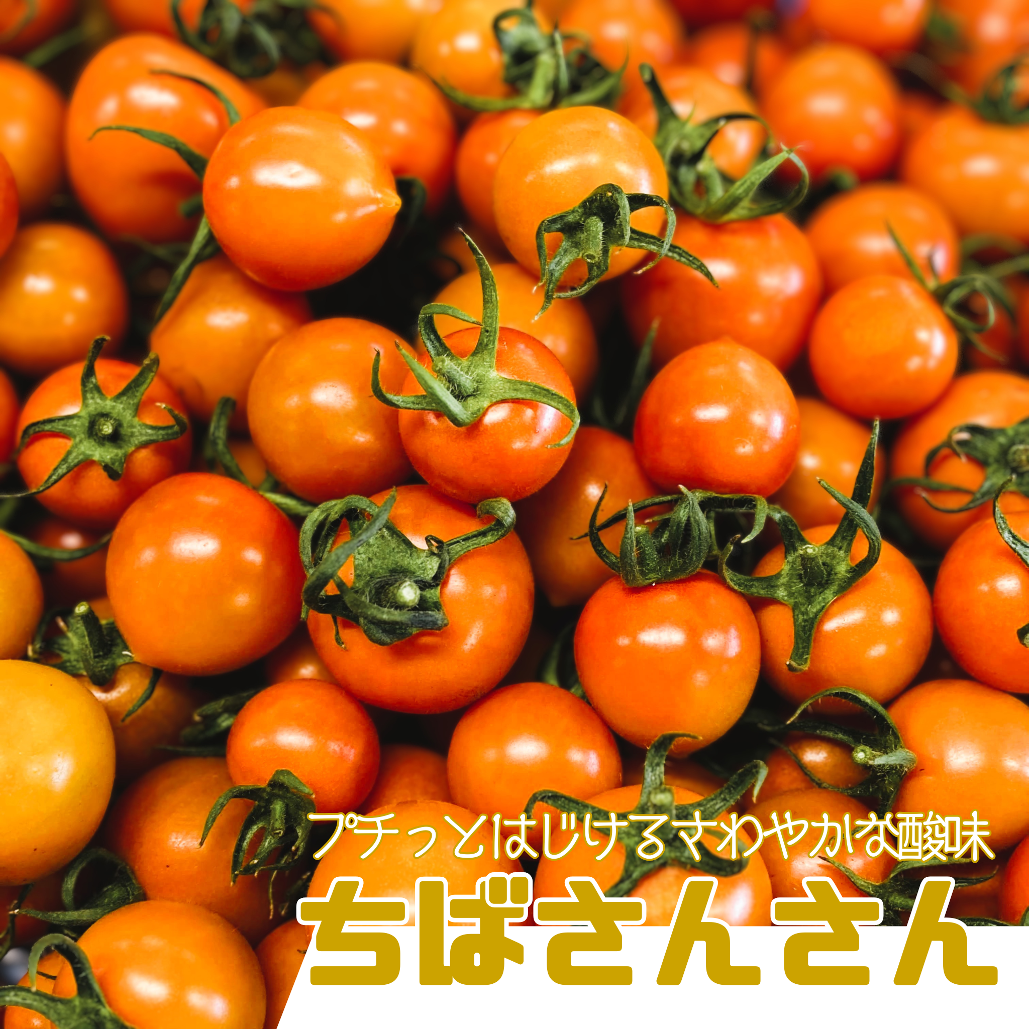 限定ギフト|ポモ・ロッサ 陽だまりセレクション|赤とオレンジ、2種のフルーツトマト食べ比べギフト