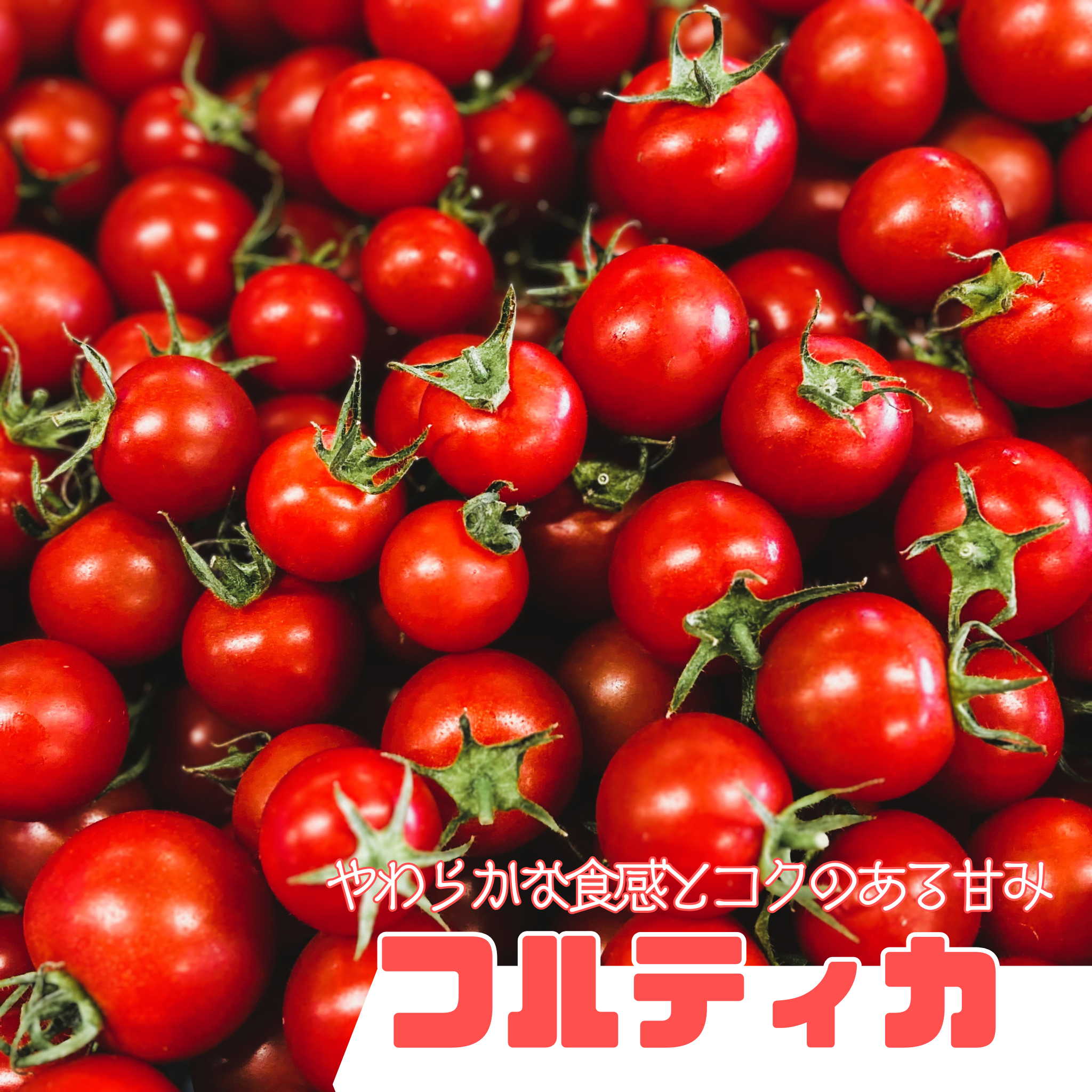 限定ギフト|ポモ・ロッサ 陽だまりセレクション|赤とオレンジ、2種のフルーツトマト食べ比べギフト