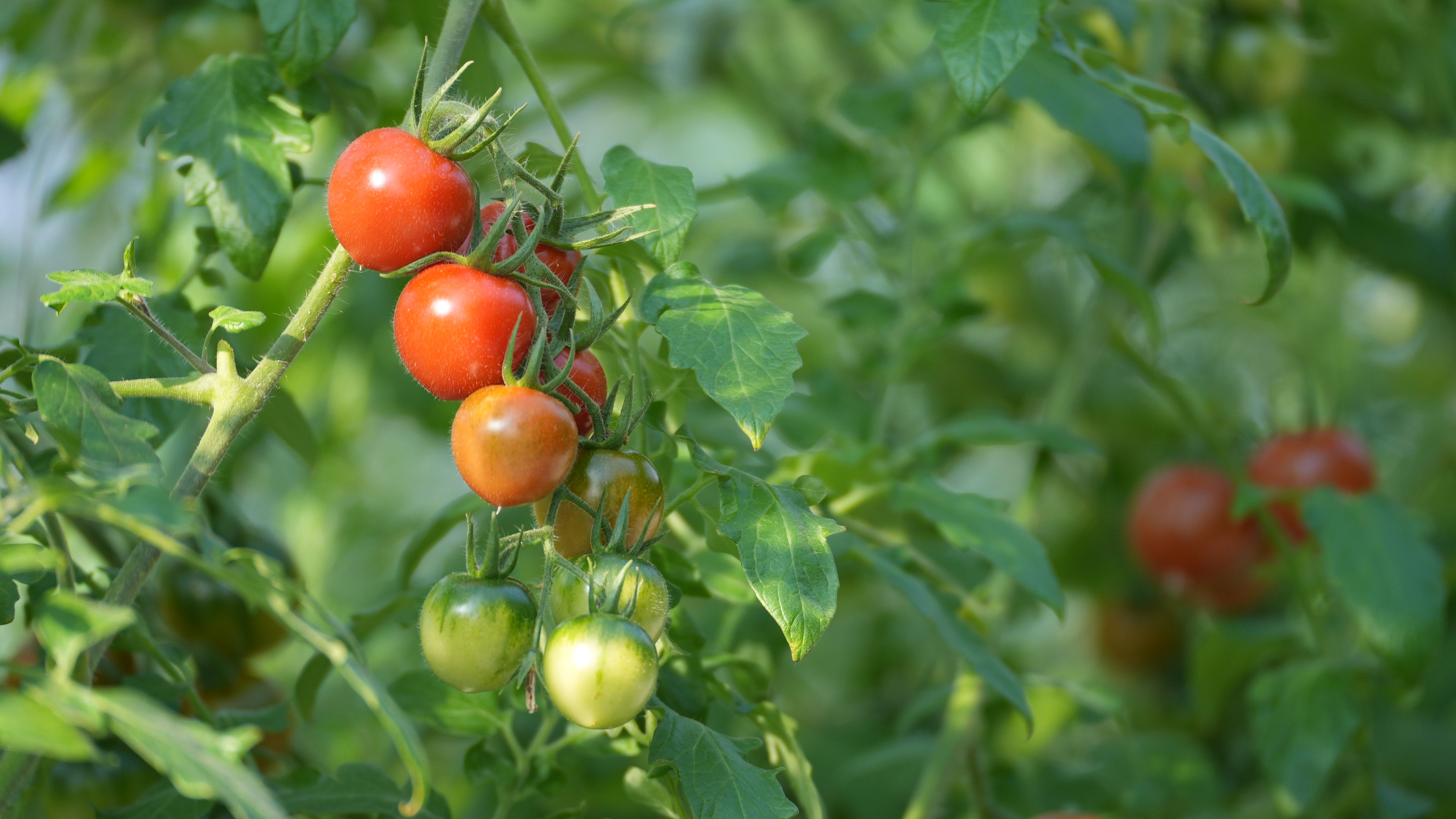 ≪12月15日発売≫ 【糖度9度超】濃厚フルーツトマト「ポモ・ロッサ」≪160gパック≫