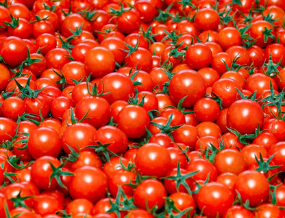 ≪12月15日発売≫ ギフト向け｜【糖度9度超】濃厚フルーツトマト「ポモ・ロッサ」≪化粧箱≫