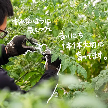 ≪12月15日発売≫ ギフト向け｜【糖度9度超】濃厚フルーツトマト「ポモ・ロッサ」≪化粧箱≫