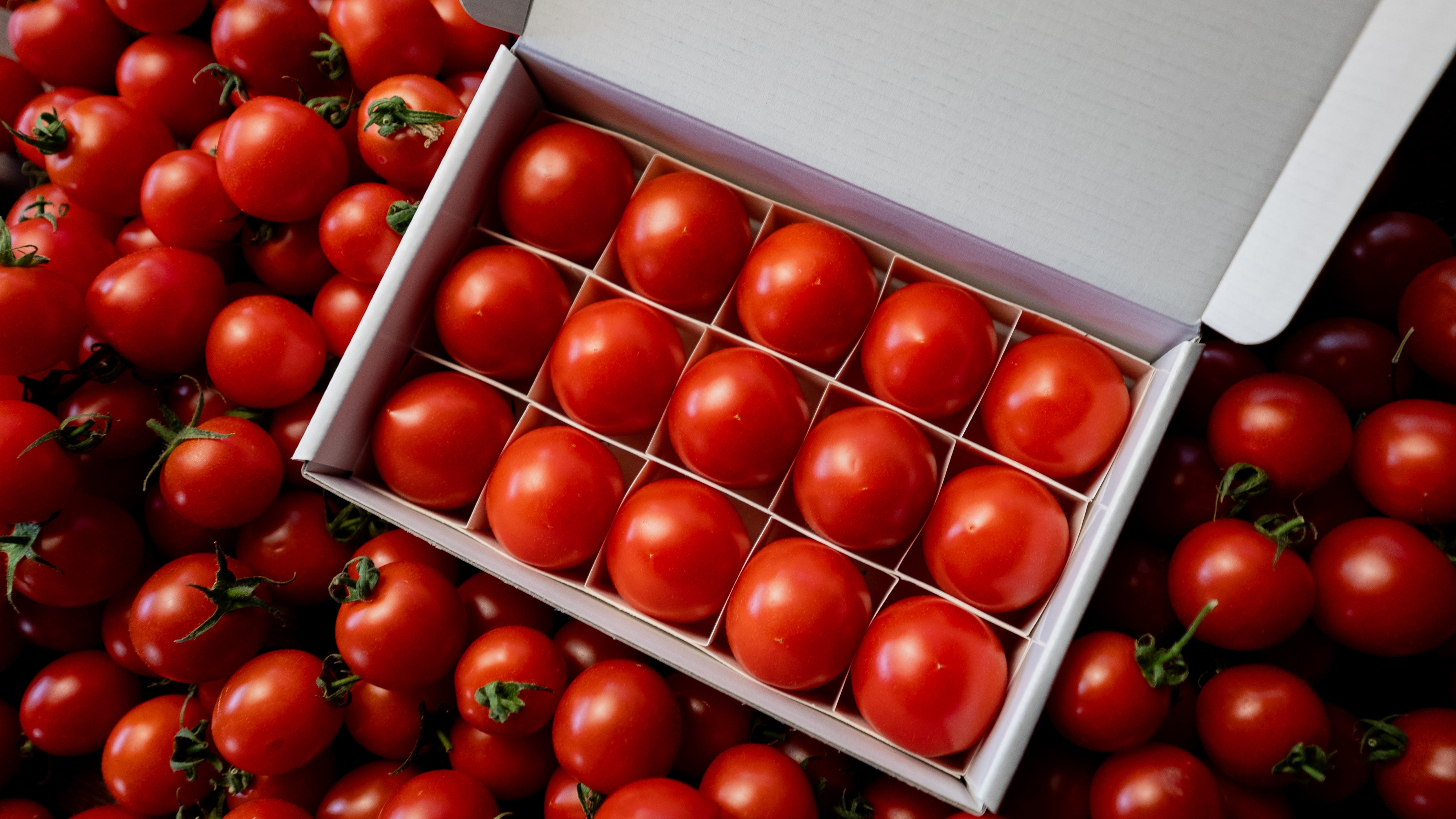 通販】高糖度フルーツトマト「ポモ・ロッサ」| 甘く濃厚なトマトを産地